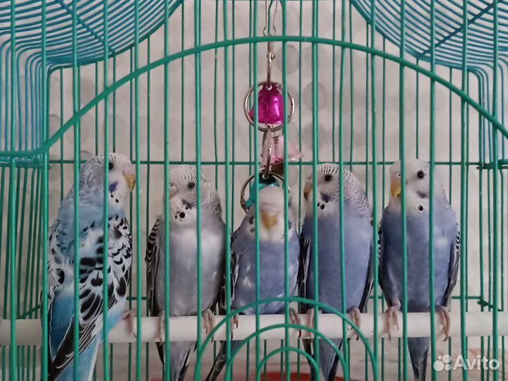 Волнистый попугай