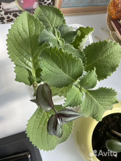 Декоративная мята