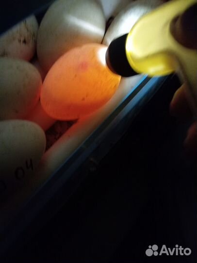 Инкубационное яйцо гусей