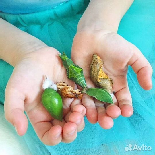 Ферма бабочек