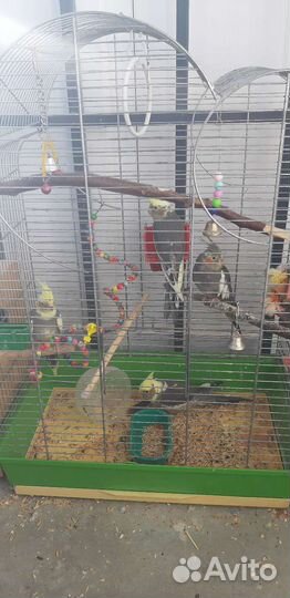 Попугай корелла мальчик +клетка