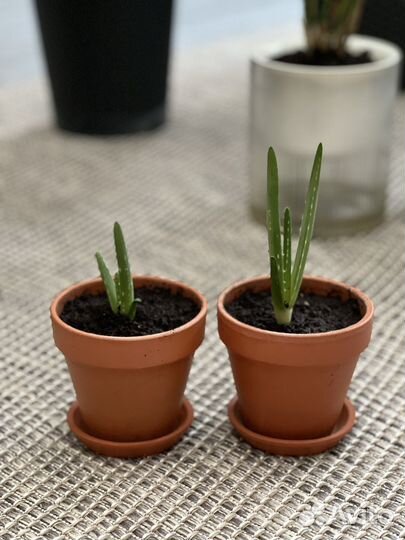 Алое лечебный