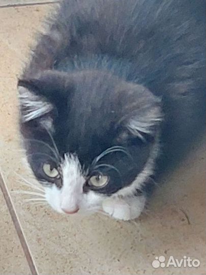 Котята в добрые руки бесплатно