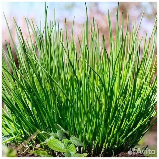 Садовые многолетники