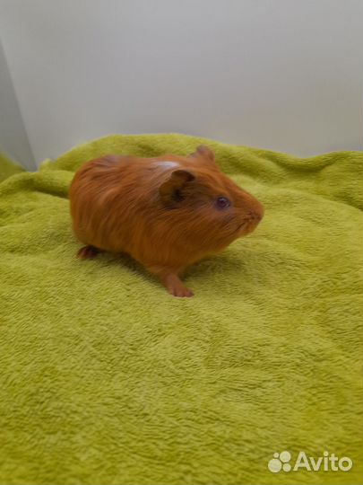 Морская свинка