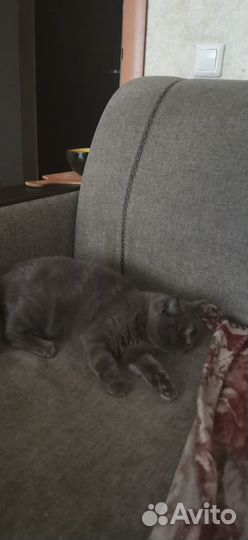 Отдам бесплатно кошку