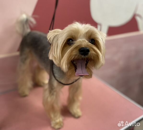 Груминг - стрижка и уход (собаки до 10 кг)