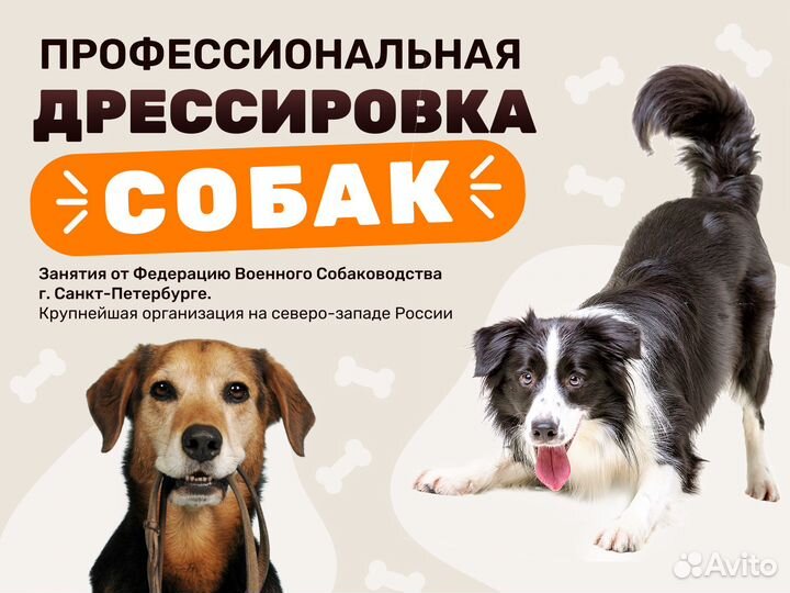 Дрессировка собак, подбор щенка