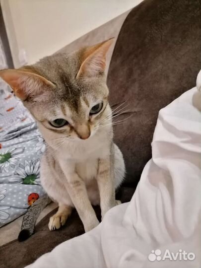 Сингапурская кошка