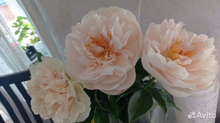 Пионы Коллекционные