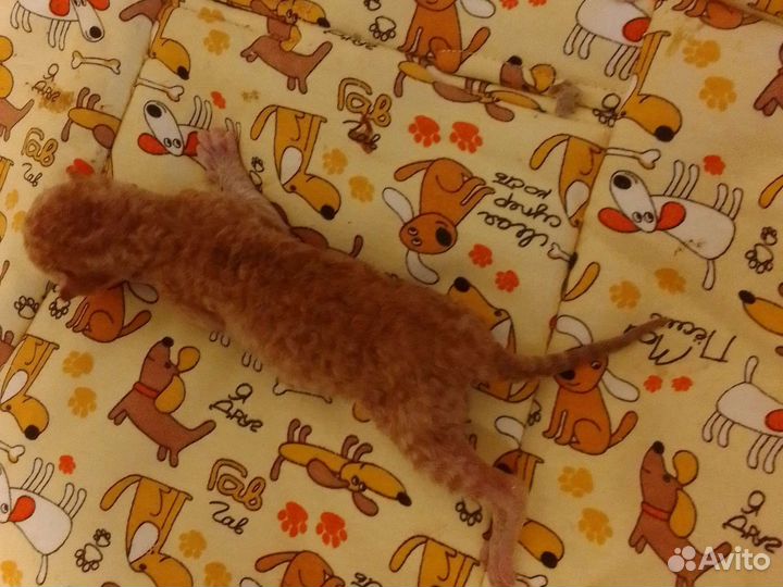 Котята корниш-рекс