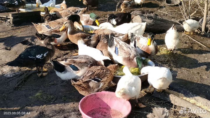 Утки башкирские