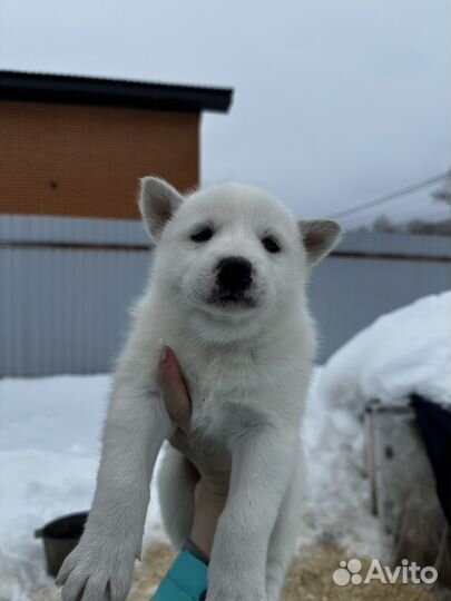Западно сибирская лайка