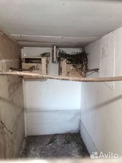 Попугаи кореллы шалевые,монахи