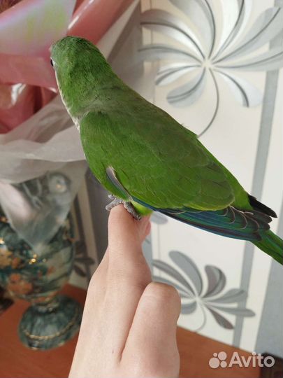 Ручной монах