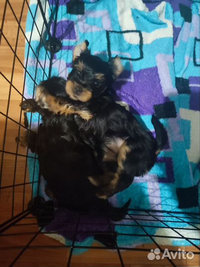 Йоркширский терьер щенок девочка