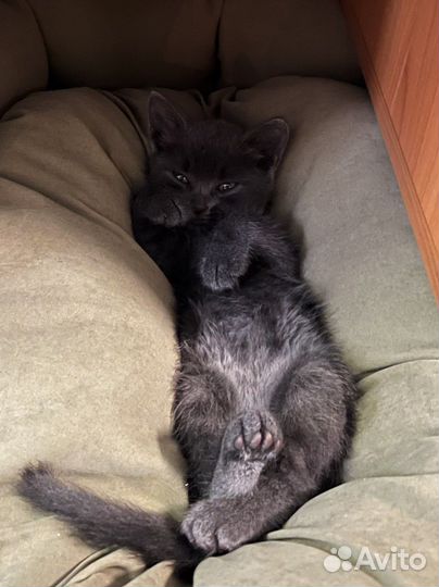 Британский котенок