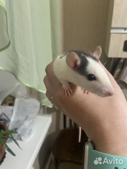 Крысята дамбо