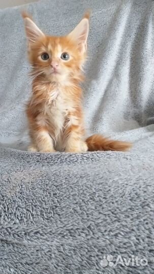 Шикарные Принцы