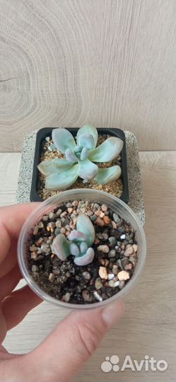 Суккуленты, наборы и поштучно
