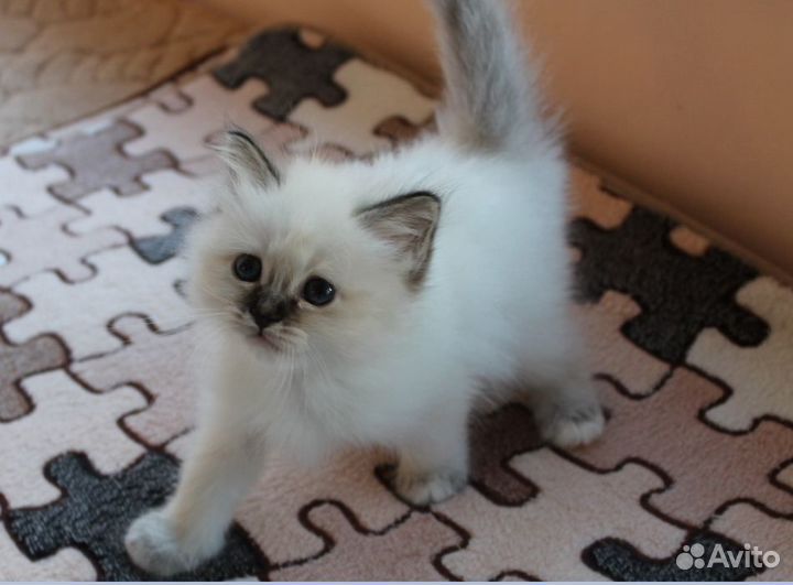 Невская маскарадная, доставка в ваш город