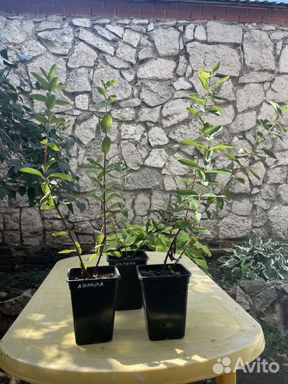 Жимолость Бореал Близзард, Бьюти Аврора Бист