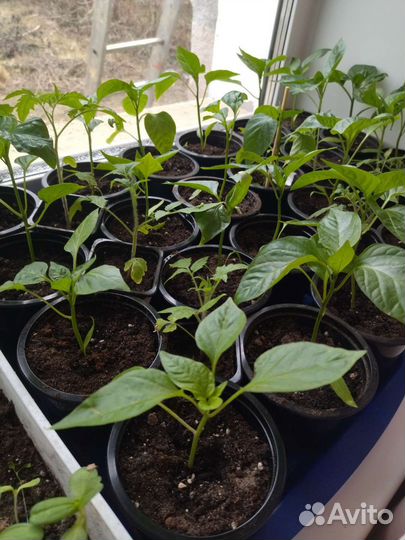 Перец острый и сладкий