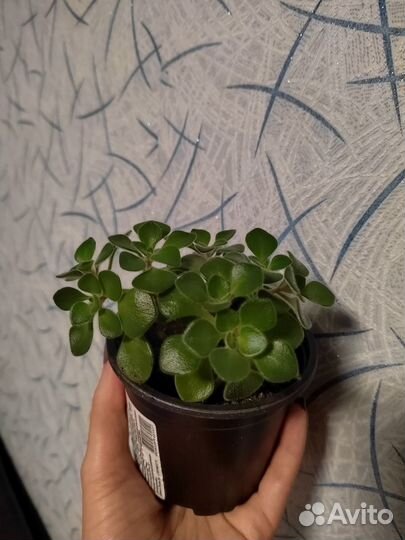 Комнатные цветы