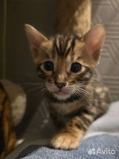 Бенгальская леопардовая кошка