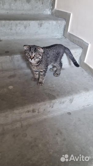 Котик вислоухий