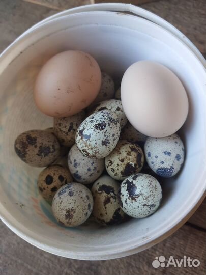 Сельское хозяйство