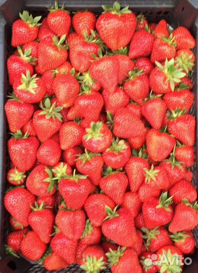 Клубника Свежая Доставка
