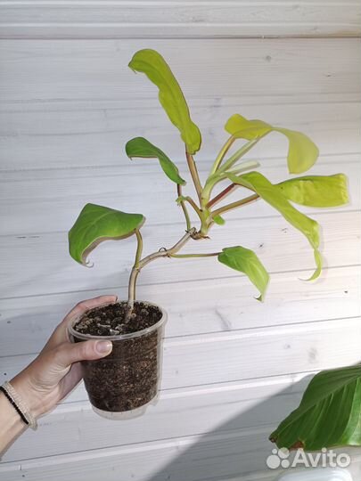Филодендрон лимон лайм