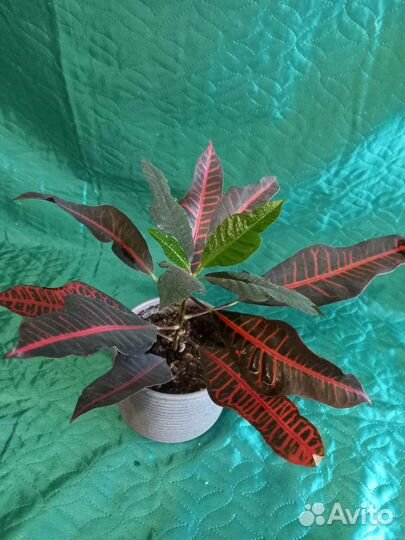 Кртоны разные