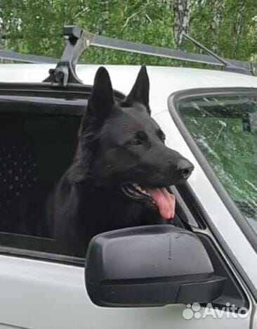 Продаются щенки вео