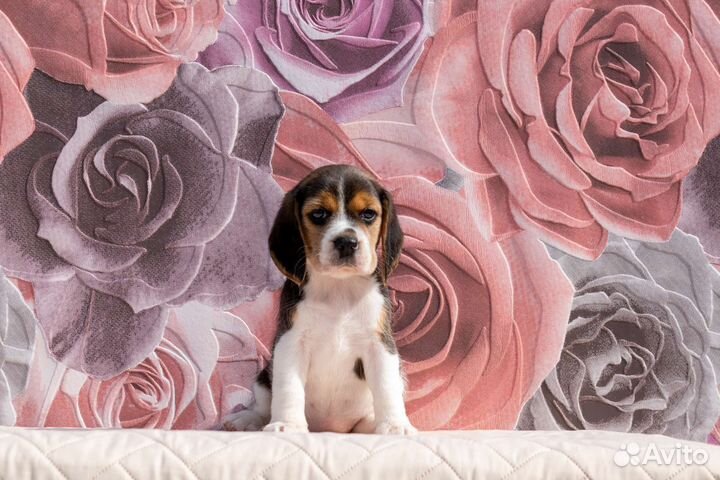 Щенки бигля