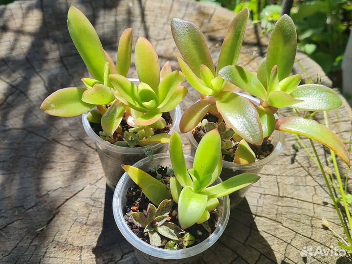 Толстянка, крассула. Набор суккулентов, эхеверия