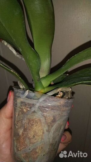 Орхидея фаленопсис Golden Cheese