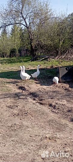 Инкубационное яйцо гусей линда