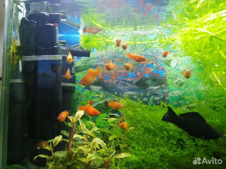 Аквариумные рыбки