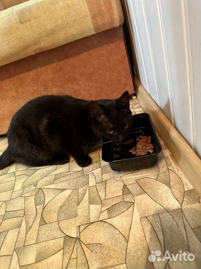 Кот в добрые руки