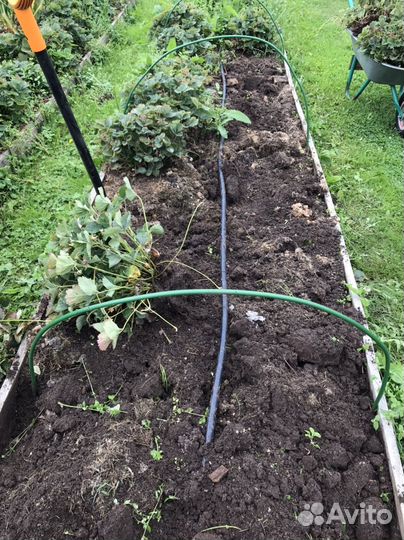 Земклуника ананасовая