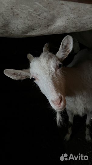 Коза нубийская