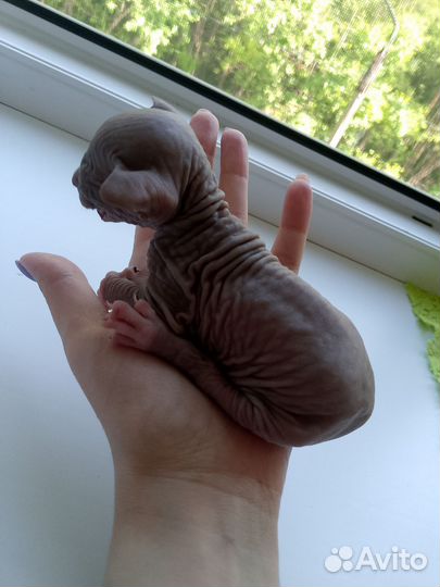 Котята сфинкс