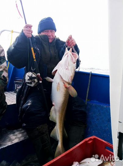 Рыбалка / Треска / Горбуша