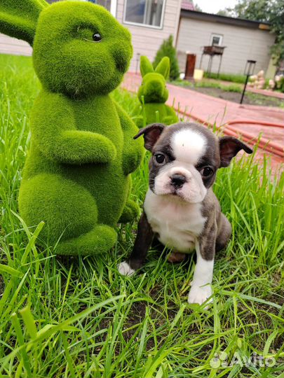 Бостон терьер девочка