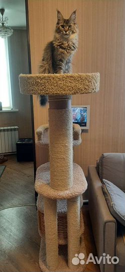 Когтеточка с домиком