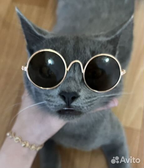 Ласковый котик)