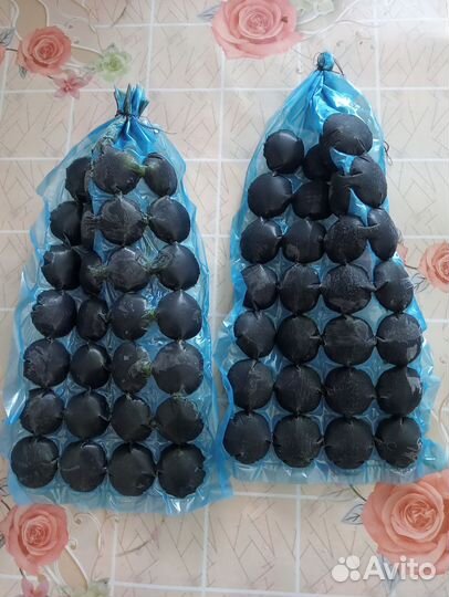 Сок лопуха, майский