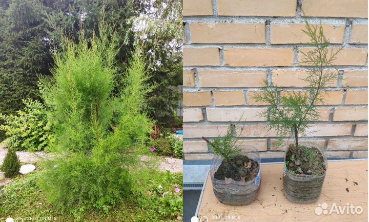 Декоративные кустарники